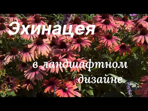 Видео: Как использовать эхинацею в дизайне сада 🌿 Сорта, акценты и сочетания 🌿
