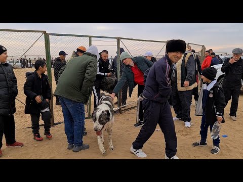Видео: едем побеждать поле Ёнгалы!