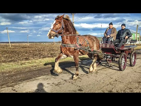 Видео: НАРОДЖЕНА ДО МАРАТОНА/ТАКУ КОБИЛУ 🚀ЯК РУЖА, ДНЕМ З ВОГНЕМ НЕ ЗНАЙДЕШ🕵️/ОБКАТКА МАРАТОНА✈️