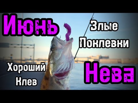 Видео: Рыбалка на Неве.Хороший клев судака ранним утром.Нерпа-воришка.Окунь.#fishing#рыбалка #fishing2024