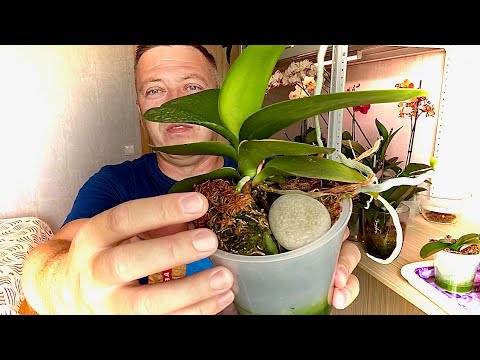 Видео: ЛЮБЯТ КОРНИ ОРХИДЕИ наращиваться и расти в этом СУБСТРАТЕ