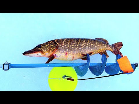 Видео: ВОТ ЭТО Я ПОПАЛ!!!ТРОФЕЙНАЯ ЩУКА НЕ ЛЕЗЕТ В ЛУНКУ.РЫБАЛКА НА ЖЕРЛИЦЫ.ЗИМНЯЯ РЫБАЛКА.