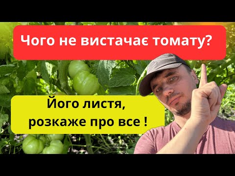 Видео: Що розповідає листя томатів? Всі ознаки дефіцитів і хвороб!
