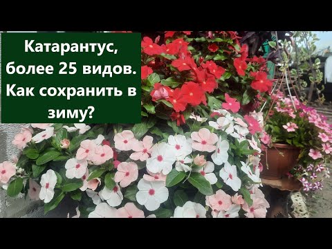 Видео: Мой способ сохранения катарантуса в зиму.