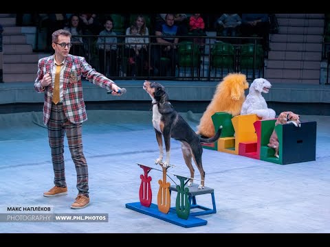 Видео: Школа собак Ермакова