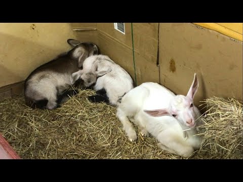 Видео: Как узнать😊 комолый козлёнок или рогатый.