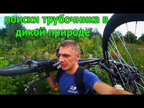 Видео: В поисках трубочника. Живой корм для рыбок