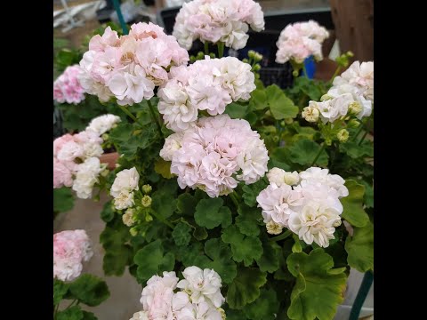 Видео: Розебудные пеларгонии.  Обрезка в феврале.