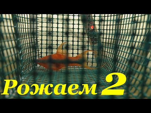 Видео: Меченосец вильчатый беременная самка Мальки меченосцев Разведение меченосцев