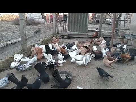 Видео: 5 января 2025 г.