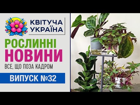 Видео: Рослинні новини. Кімнатні рослини. Що відбувається поза кадром.