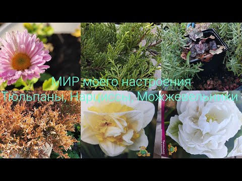 Видео: 06-13.10.24 Дача.Посадки в новой грядке Тюльпаны,Нарциссы,Можжевельники