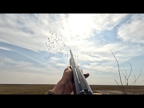 Видео: Охота на Гуся Волгоград (2023)Таких налетов я еще не видел!