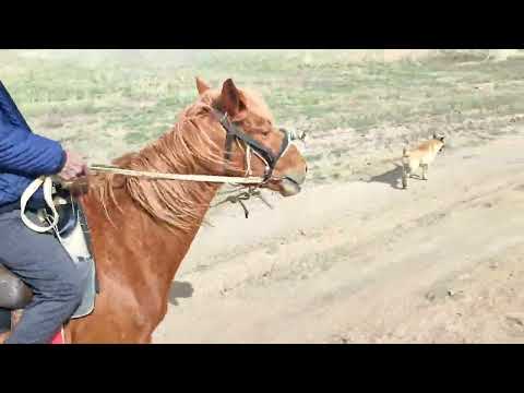 Видео: Көктем келді 28.04.2025.Жылқымен сиырларды аралау.