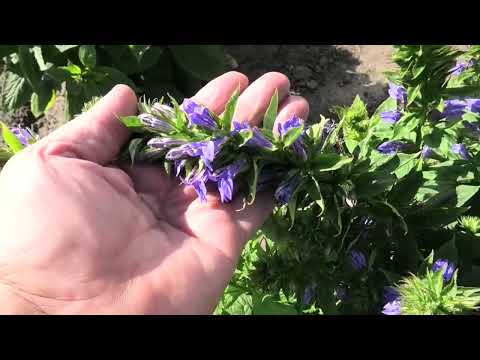Видео: Как я вырастил лобелию из семян