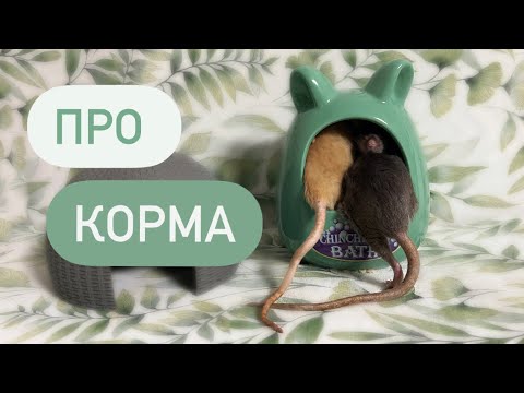 Видео: Какие корма едят мои крысы 🐀 | Показала крыс 🐀