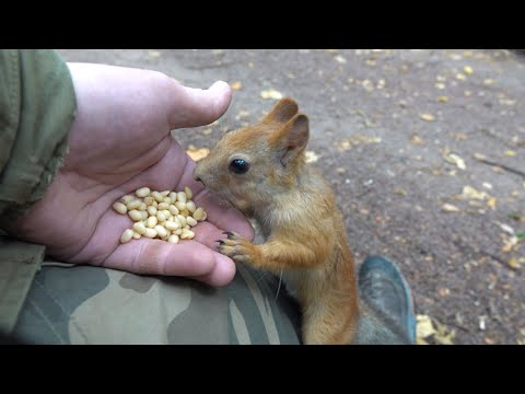 Видео: Немного о Балерине / A little bit about Ballerina