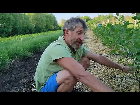Видео: Купил органическую солому. Как я мульчирую жимолость. Вкус ягоды становится Фантастическим!!!