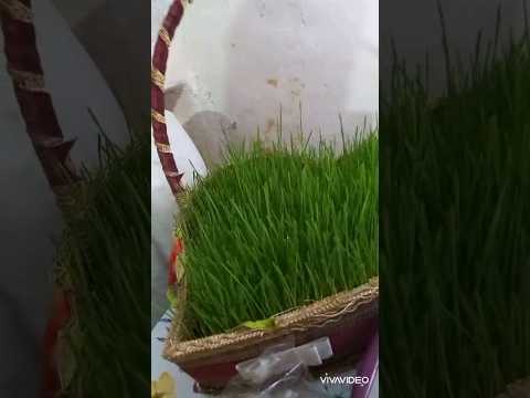 Видео: Выращиваю пшеницу, огромный (семени) на Новруз Байрам за 5 дней.