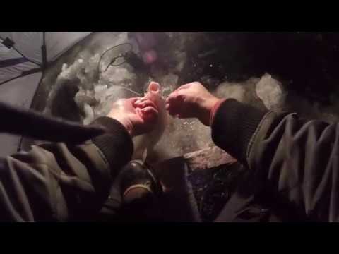 Видео: Ловля крупного сига.