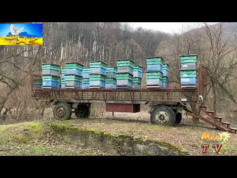 Видео: Саме найкраще весняне оздоровлення бджіл