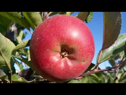 Видео: Яблуня Бая Маріса (Baya Marisa)