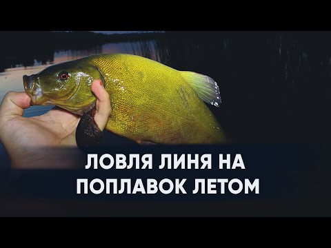 Видео: Ловля линя летом на поплавок | Ловля линя ночью