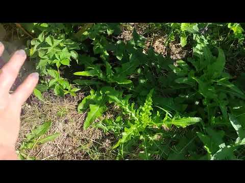 Видео: ежевика Лохтей, потеря урожая на два снзона