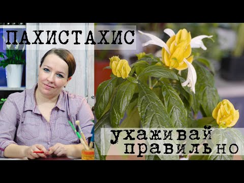 Видео: Пахистахис - уход в домашних условиях