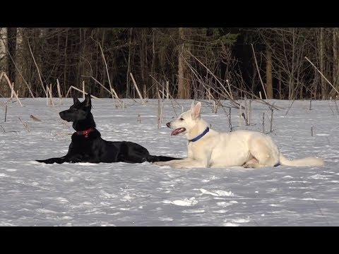 Видео: ДТ-6. Как научить команде лежать.