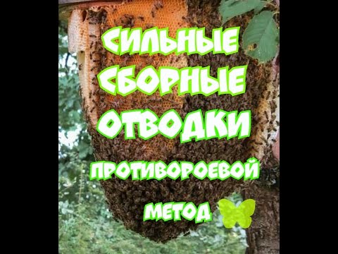 Видео: СИЛЬНЫЕ СБОРНЫЕ ОТВОДКИ. ПРОТИВОРОЕВОЙ МЕТОД. УВЕЛИЧЕНИЕ ТОВАРНОГО МЕДА.