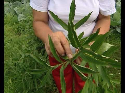 Видео: Советы тети Тани. Деление пионов