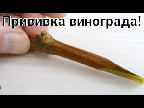 Видео: Весенняя прививка винограда, чёрное в чёрное!