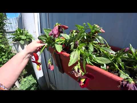 Видео: КУБАНЬ🌼 НАБЛЮДАТЕЛЬНЫЙ ПУНКТ😻 РАЗ РАЗ И ТЯПКОЙ🌿🌿🌿