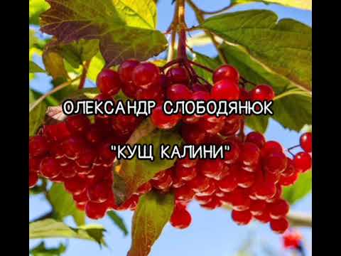 Видео: Олександр  Слободянюк "Кущ  калини" #youtube #відеопоезія #вірш 