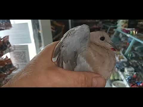 Видео: Голубка моя.