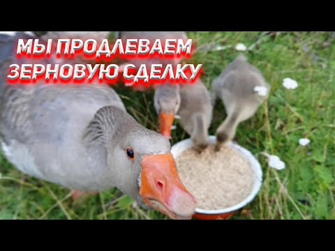 Видео: Мы продлеваем зерновую сделку