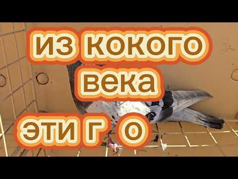 Видео: Из какого века эта птица? (What kind of bird is this? Where did it come from?)