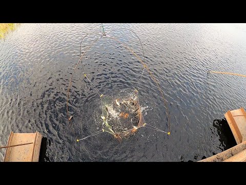 Видео: ВОТ ЭТО Я ЧЕРПАНУЛ!!! ПАУК ВИНТОМ, РЫБА БУРЛИТ! ЯЗИ, ПЛОТВА, САЗАНЫ. Рыбалка пауком на старом мосту