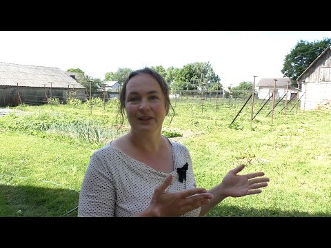 Видео: Виноград в траве?! На севере только черный пар