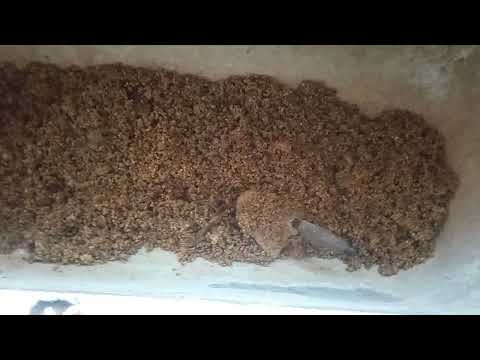 Видео: 16.Қой бордақылауда тәжірибеден өткен құртқа қарсы дәрі