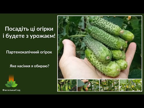Видео: Посадіть ці огірки і будете з урожаєм. Партенокапічний огірок. Яке насіння я обираю?