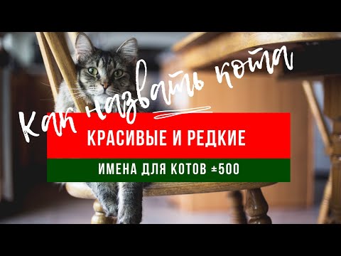 Видео: +500 прикольных и редких имен для  кошек  от А до Я