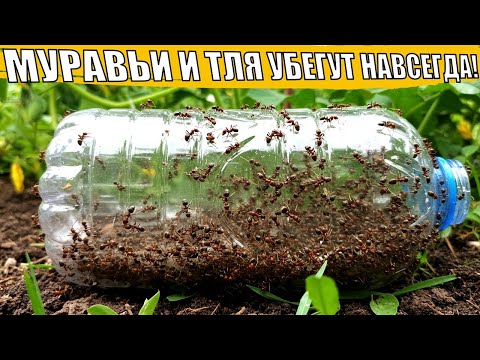 Видео: ОСЕНЬЮ Бутылка и ....ПРОГОНЯТ всех Муравьев и Тлю с Огорода