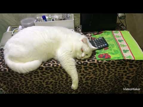 Видео: Тренировка с Мальчиком