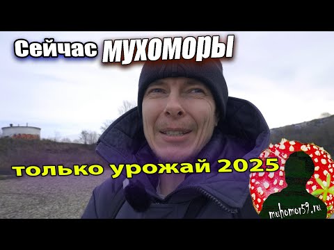 Видео: Прошлогодний урожай мухоморов распродан, а свежий урожай 2025 заготовлен