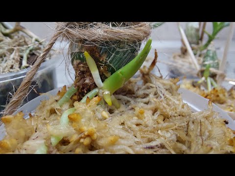 Видео: Корни - залог успешного развития морковки. Внимание к их росту на начальном этапе. Орхидея катасетум