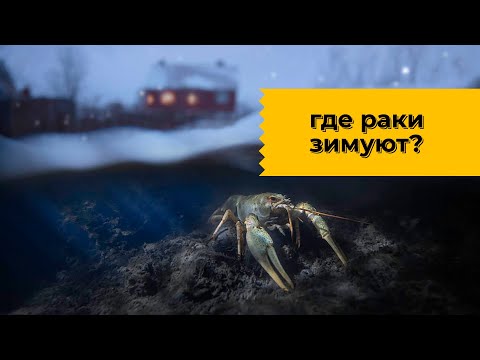 Видео: Где раки зимуют? Наталья Носова