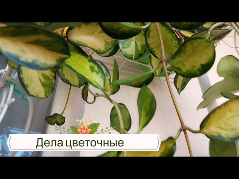 Видео: Обзор растений на балконе, как живут и выживают,  чем  радуют и  чем огорчают