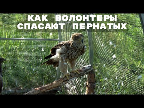 Видео: ЖИЗНЬ РАДИ ПТИЦ